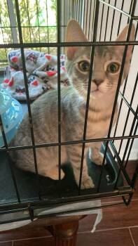 Rescue Tabby Cats for Adoption in St. Cloud, Florida - Banksy | PetCurious