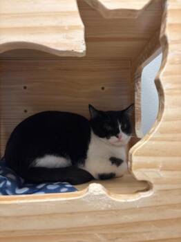 Domestic Short Hair Cats Available for Adoption in Fort Collins, Colorado - Gwynevere | PetCurious