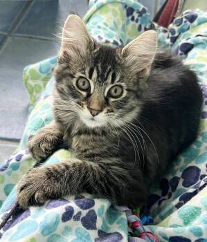 Ellie FCID# 05/19/2026-77 -  Domestic Medium Hair Cat for Adoption in Greenville, Delaware - Ellie FCID# 05/19/2026-77 | PetCurious