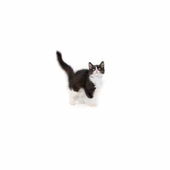 Kitty -  Domestic Medium Hair Cat for Adoption in Los Angeles, California - Kitty | PetCurious
