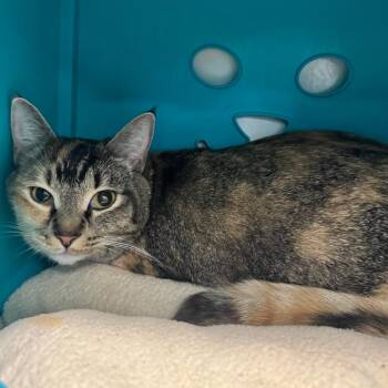 Olive -  Domestic Short Hair Cat for Adoption in West Palm Beach, Florida - Olive | PetCurious
