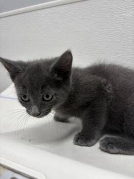 T-Boz -  Domestic Short Hair Cat for Adoption in West Chester, Pennsylvania - T-Boz | PetCurious