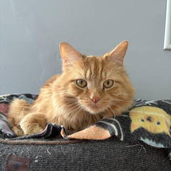 Maine Coon and Domestic Long Hair Cats Available for Adoption - Jagger | PetCurious