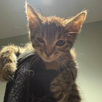 Domestic Short Hair Cats Available for Adoption in Leander, Texas - Cody | PetCurious