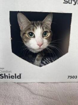 Domestic Short Hair Cats Available for Adoption - Mystery | PetCurious