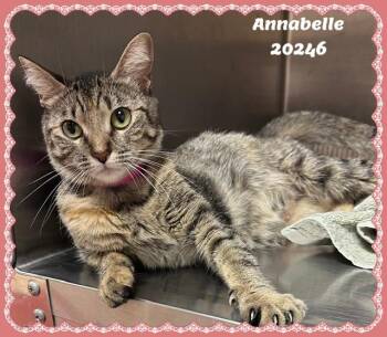 ANNABELLE -  Domestic Short Hair and Tabby Cat for Adoption in Marietta, Georgia - ANNABELLE | PetCurious
