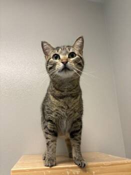 Willow -  Domestic Short Hair Cat for Adoption in Fort Collins, Colorado - Willow | PetCurious