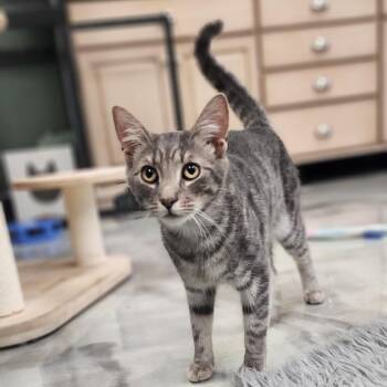 Mr. Pibb -  American Shorthair Cat for Adoption in Kennett Square, Pennsylvania - Mr. Pibb | PetCurious