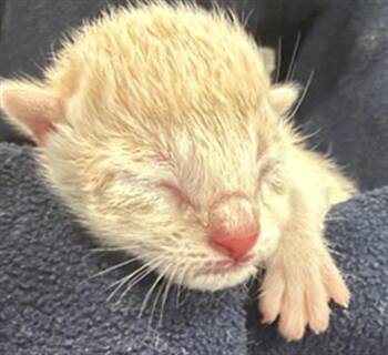 Domestic Short Hair Cats Available for Adoption in Dallas, Texas - DRAX | PetCurious