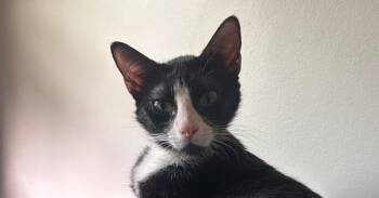 Domestic Short Hair Cats Available for Adoption in Greensboro, North Carolina - Marie | PetCurious