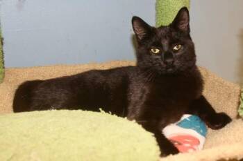 SUPER -  Domestic Short Hair Cat for Adoption in Brazil, Indiana - SUPER | PetCurious