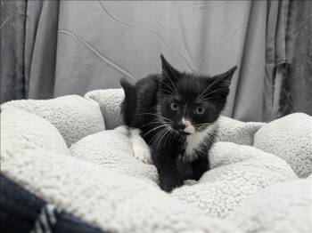 Domestic Short Hair Cats Available for Adoption in Grovetown, Georgia - A121187 | PetCurious