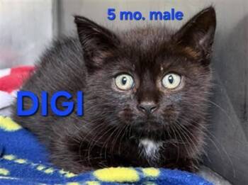 DIGI -  Domestic Short Hair Cat for Adoption in Holbrook, New York - DIGI | PetCurious