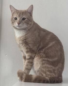 Domestic Short Hair Cats Available for Adoption - Keego | PetCurious