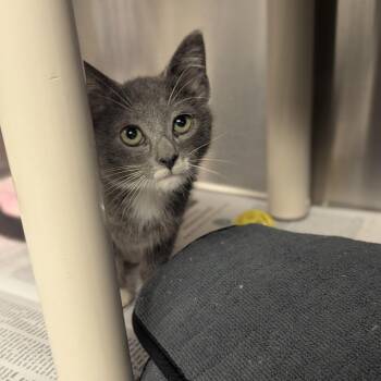 Birdie Lee -  Domestic Short Hair Cat for Adoption in Hendersonville, North Carolina - Birdie Lee | PetCurious