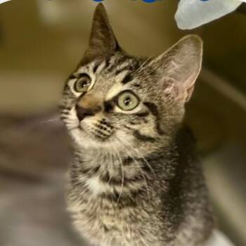 Sunkist -  Domestic Short Hair Cat for Adoption in Concord, North Carolina - Sunkist | PetCurious
