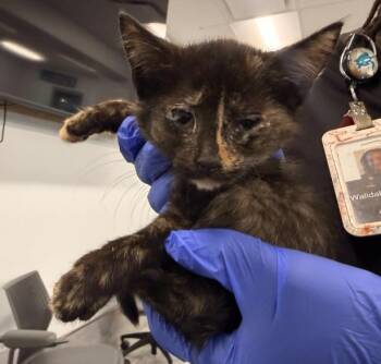 A1271586 -  Domestic Short Hair Cat for Adoption in Charlotte, North Carolina - A1271586 | PetCurious