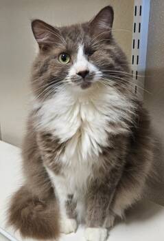 Rescue Domestic Long Hair Cats for Adoption in Fremont, Ohio - Ivan | PetCurious