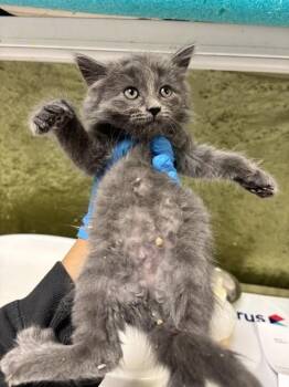 A1920148 -  Domestic Short Hair Cat for Adoption in Riverside, California - A1920148 | PetCurious
