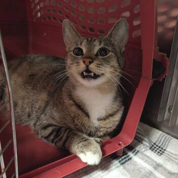Baked Potato -  Domestic Short Hair Cat for Adoption in Titusville, Florida - Baked Potato | PetCurious