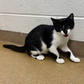 Flame -  Domestic Short Hair Cat for Adoption in Corpus Christi, Texas - Flame | PetCurious