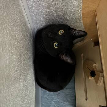 Rescue Domestic Short Hair Cats for Adoption in Kyle, Texas - COLDPLAY | PetCurious