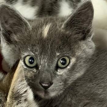 Scout -  Domestic Short Hair Cat for Adoption in Idaho Falls, Idaho - Scout | PetCurious