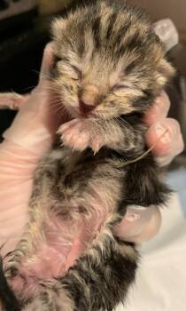 Onyx, Willow Grove Area, (FCID 09/22/2026-130) -  Domestic Short Hair Cat for Adoption in Greenville, Delaware - Onyx, Willow Grove Area, (FCID 09/22/2026-130) | PetCurious
