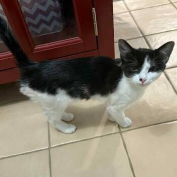 Rescue Domestic Short Hair Cats for Adoption in Warr Acres, Oklahoma - Tux | PetCurious