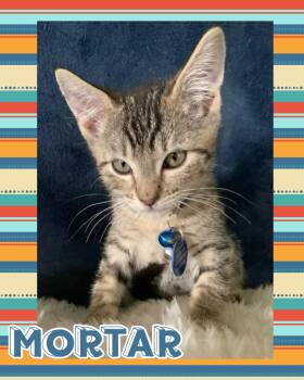 Mortar -  Tabby Cat for Adoption in Pasco, Washington - Mortar | PetCurious