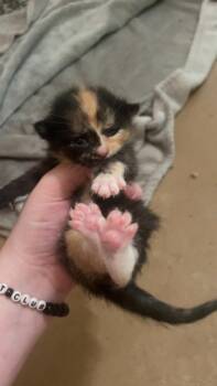 Pumpkin -  Domestic Short Hair Cat for Adoption in Johnson City, Tennessee - Pumpkin | PetCurious