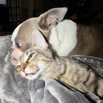 Bruno -  Domestic Medium Hair Cat for Adoption in Liverpool, Texas - Bruno | PetCurious