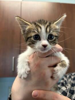 Alyx -  Domestic Short Hair Cat for Adoption in Gautier, Mississippi - Alyx | PetCurious