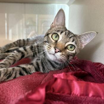 Malcolm -  Domestic Short Hair Cat for Adoption in Gloucester, Virginia - Malcolm | PetCurious