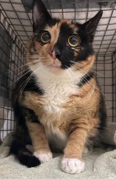 Nugget -  Domestic Medium Hair and Domestic Short Hair Cat for Adoption in Honolulu, Hawaii - Nugget | PetCurious
