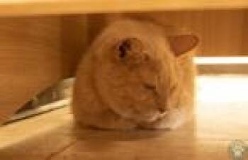 Samba -  Domestic Short Hair Cat for Adoption in Potsdam, New York - Samba | PetCurious