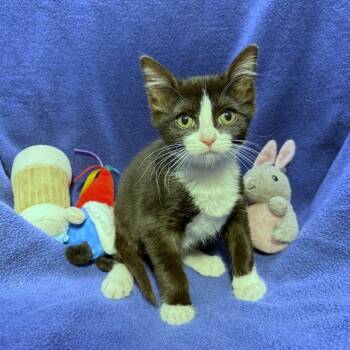 CRICKET -  Domestic Short Hair Cat for Adoption in Rancho Cucamonga, California - CRICKET | PetCurious