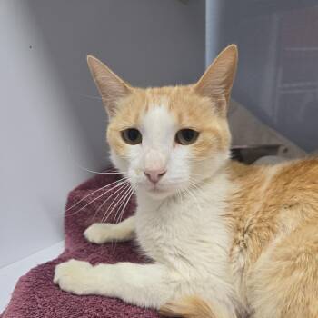 Olivia -  Domestic Short Hair Cat for Adoption in Desert Hot Springs, California - Olivia | PetCurious
