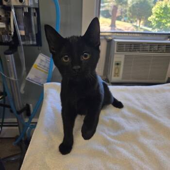 Rescue Domestic Short Hair Cats for Adoption in Warwick, Rhode Island - Ravenna | PetCurious