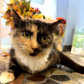 Rescue Domestic Long Hair Cats for Adoption in San Jacinto, California - Nutmeg | PetCurious