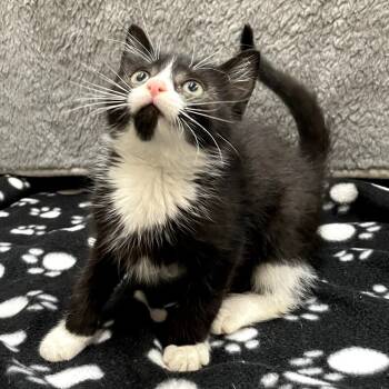 Rescue Domestic Short Hair Cats for Adoption in Richmond, California - SVEN | PetCurious