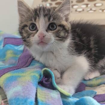 Green Apple -  Domestic Short Hair Cat for Adoption in La Grange, Kentucky - Green Apple | PetCurious