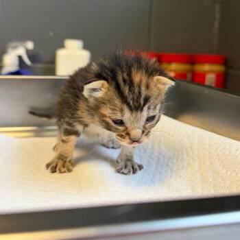 TUSC-Stray-85345_2_3 -  Domestic Short Hair Cat for Adoption in Tuscaloosa, Alabama - TUSC-Stray-85345_2_3 | PetCurious