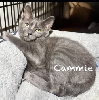 Cammie -  Domestic Short Hair Cat for Adoption in Pawleys Island, South Carolina - Cammie | PetCurious