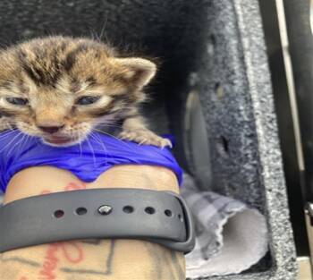 SHELLEY -  Domestic Short Hair Cat for Adoption in Dallas, Texas - SHELLEY | PetCurious