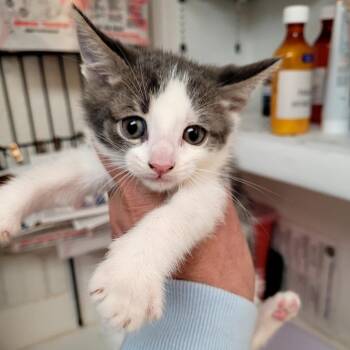 Anita -  Domestic Short Hair Cat for Adoption in Belfair, Washington - Anita | PetCurious