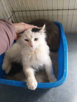 Domestic Long Hair Cats Available for Adoption in Saint James, Minnesota - Dot | PetCurious