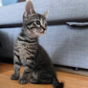 Domestic Short Hair Cats Available for Adoption in Brea, California - Tapenade | PetCurious