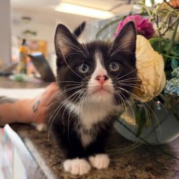 Domestic Short Hair Cats Available for Adoption in Belleville, Illinois - Arvi | PetCurious