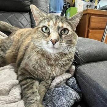 Domestic Short Hair Cats Available for Adoption in Salt Lake City, Utah - Princesa | PetCurious